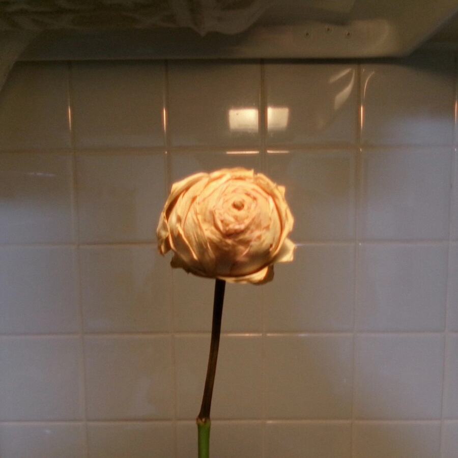 A flower against a tiled wall